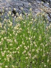 Eleocharis palustris