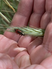 Malachius aeneus