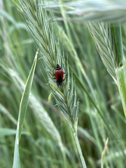 Malachius aeneus