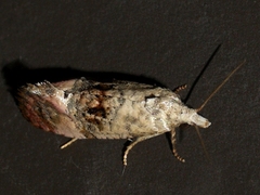 Cochylichroa
