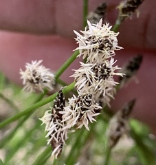 Eleocharis palustris