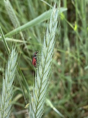 Malachius aeneus
