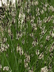 Eleocharis palustris
