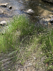 Eleocharis palustris