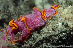 Pseudoceros ferrugineus