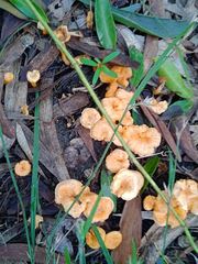 Cantharellus garnierii