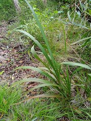 Dianella adenanthera