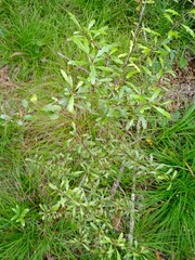 Denhamia fournieri