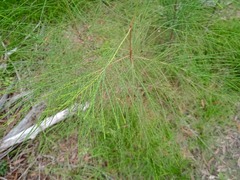 Casuarina collina
