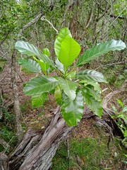 Alstonia balansae