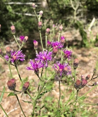 Vernonia texana