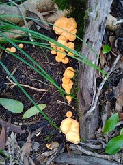 Cantharellus garnierii