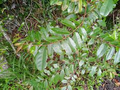 Glochidion billardierei