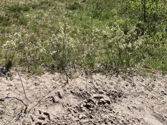 Amelanchier stolonifera