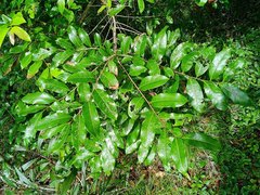 Glochidion billardierei