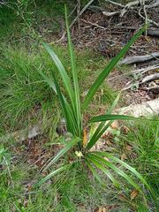 Dianella adenanthera