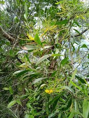 Acacia spirorbis