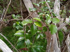 Gynochthodes myrtifolia