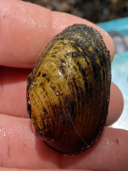 Pleurobema decisum