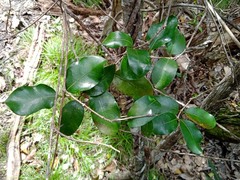 Gynochthodes myrtifolia
