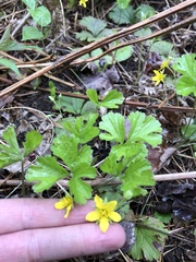 Waldsteinia