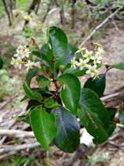 Denhamia fournieri