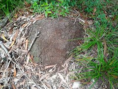 Microcerotermes novaecaledoniae