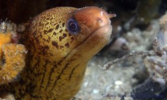 Gymnothorax cribroris