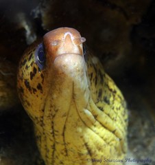 Gymnothorax cribroris