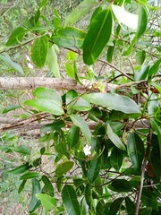 Melodinus phylliraeoides