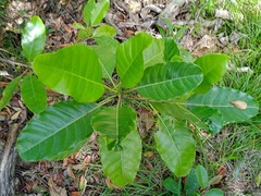 Alstonia balansae
