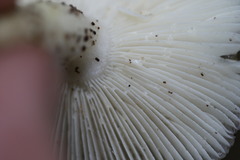 Russula iterika