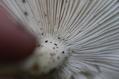 Russula iterika