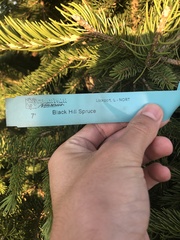 Picea glauca densata