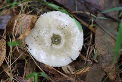 Russula iterika