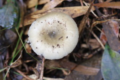 Russula iterika