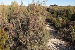 Cassytha glabella glabella