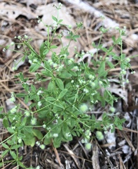 Galium pilosum
