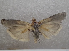 Cavipalpia argentilavella
