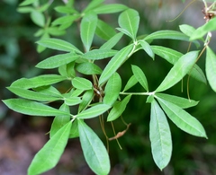 Rhododendron alabamense