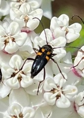 Typocerus lunulatus