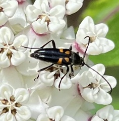 Typocerus lunulatus