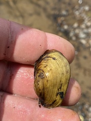 Lampsilis straminea