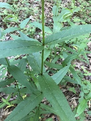 Eupatorium sessilifolium