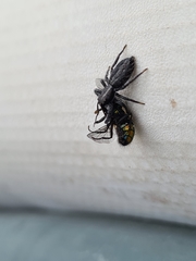 Ocrisiona leucocomis