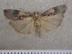 Cavipalpia argentilavella