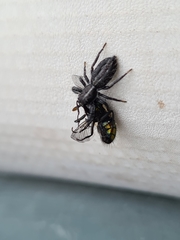 Ocrisiona leucocomis