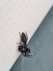 Ocrisiona leucocomis