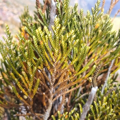 Andicolea ferruginea