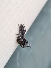 Ocrisiona leucocomis